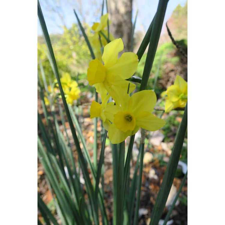 Narcissus 'Trevithian'