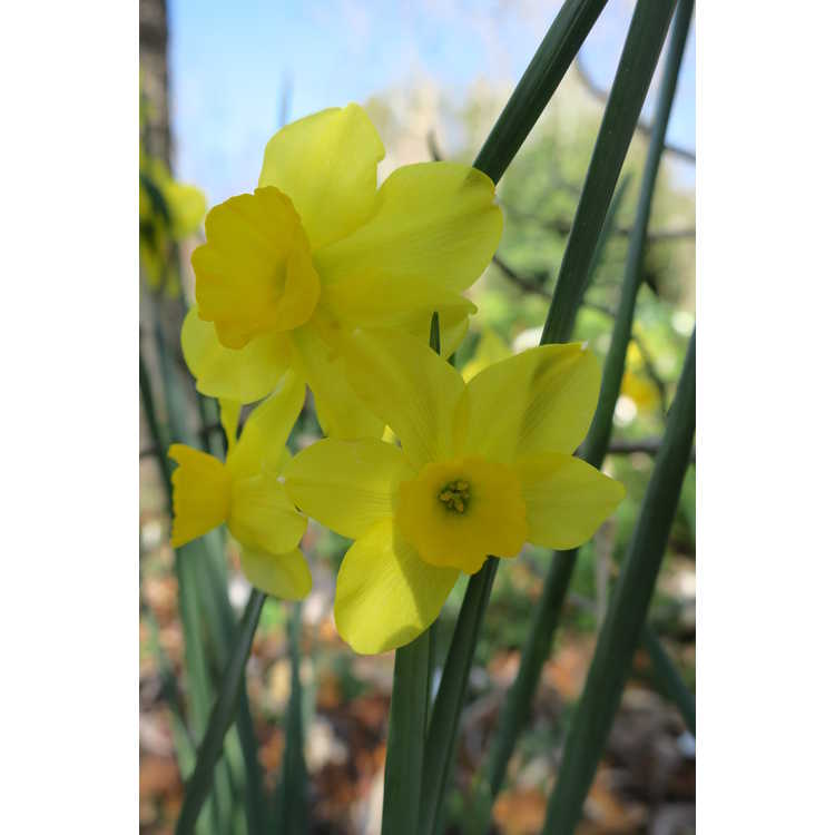 Narcissus Trevithian