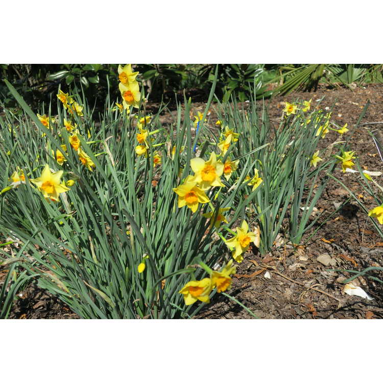 Narcissus 'Suzy' - jonquilla daffodil