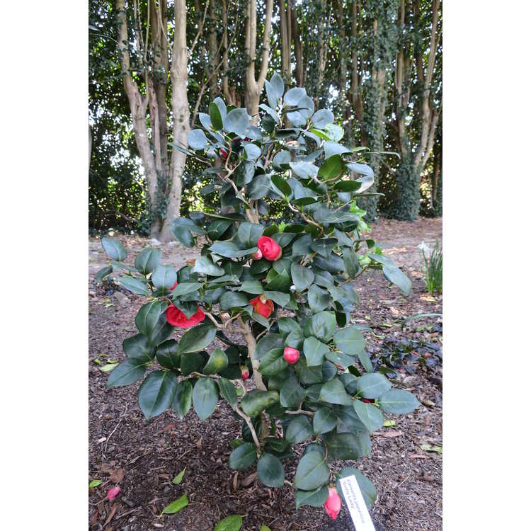 Camellia japonica 'Curly Lady'