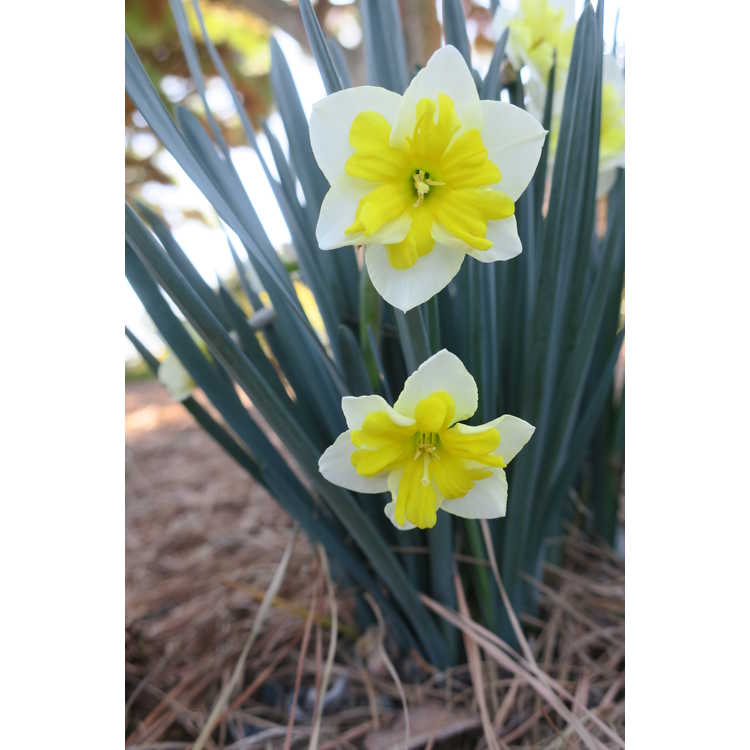 Narcissus 'Smiling Twin'
