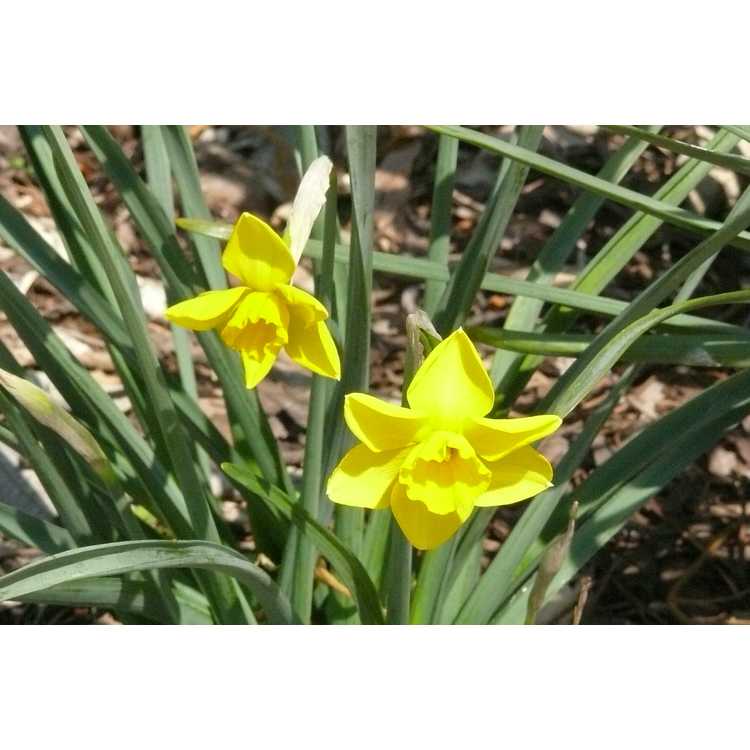Narcissus 'Finch' - jonquilla daffodil