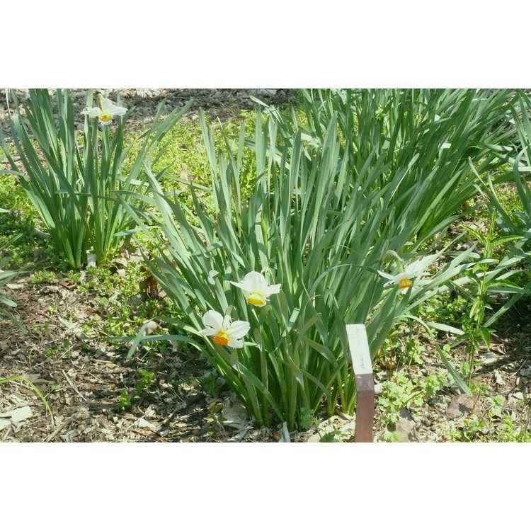 Narcissus 'Orange Cockade' - small-cupped daffodil