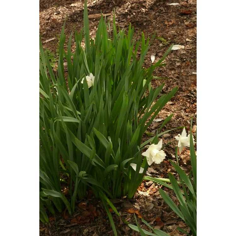 Narcissus 'Mount Hood' - trumpet daffodil