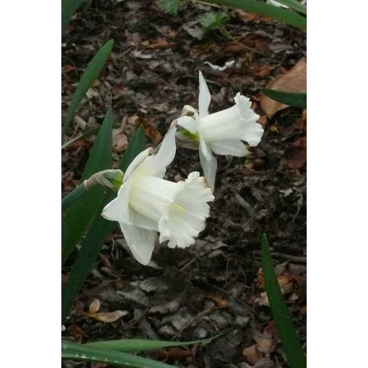 Narcissus 'Mount Hood' - trumpet daffodil