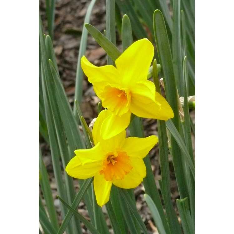 Narcissus 'Pappy George' - jonquilla daffodil