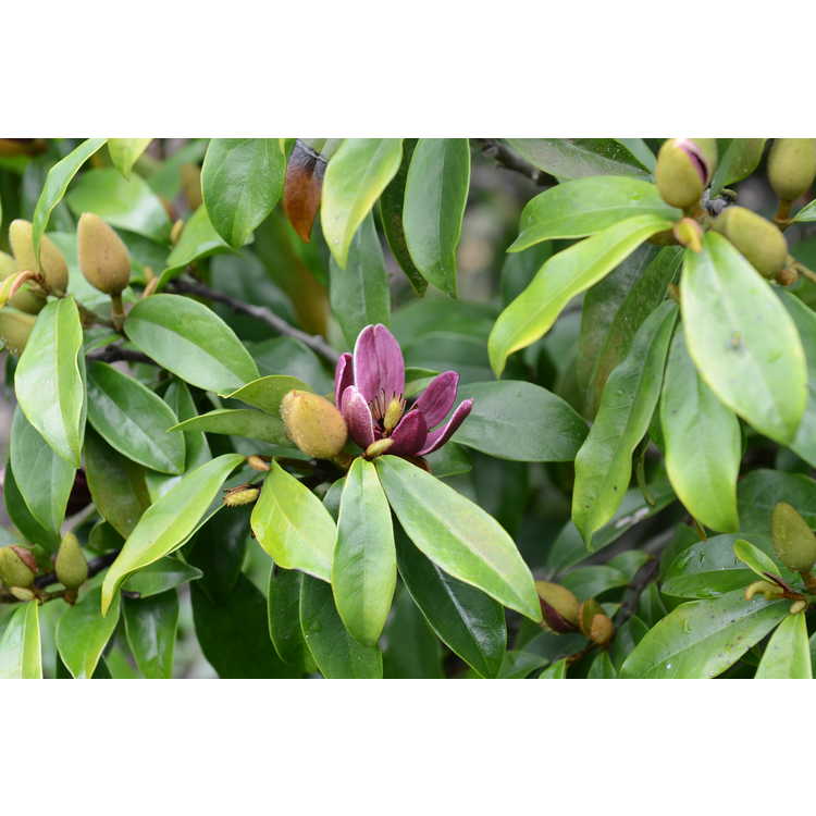 Magnolia figo - banana shrub