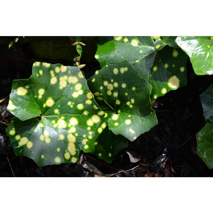 Farfugium japonicum - green leopard plant