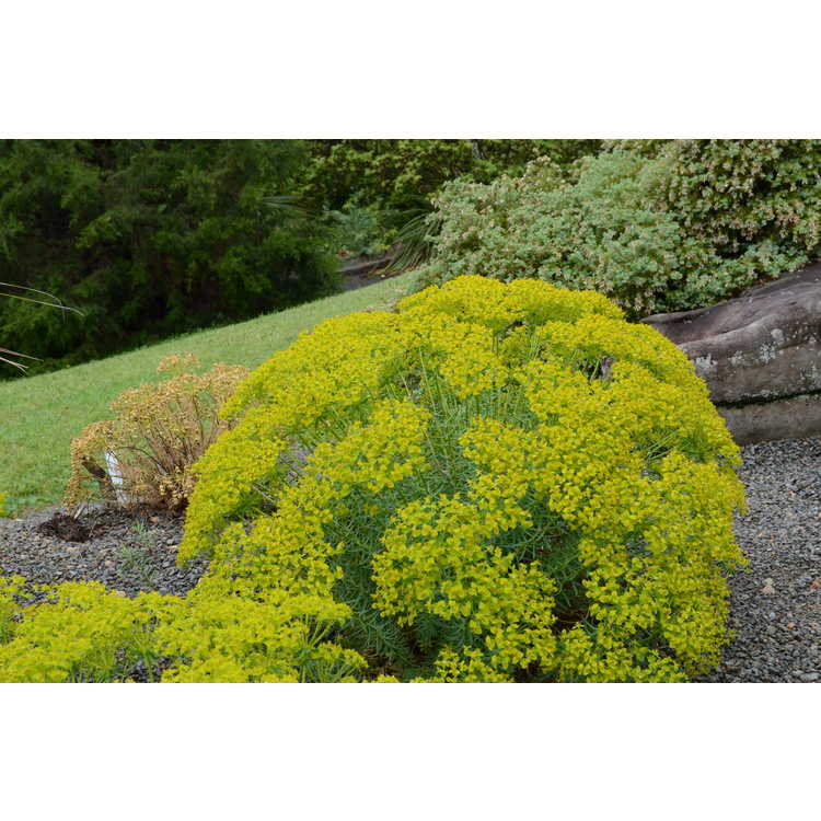 Euphorbia 'Dean's Hybrid'
