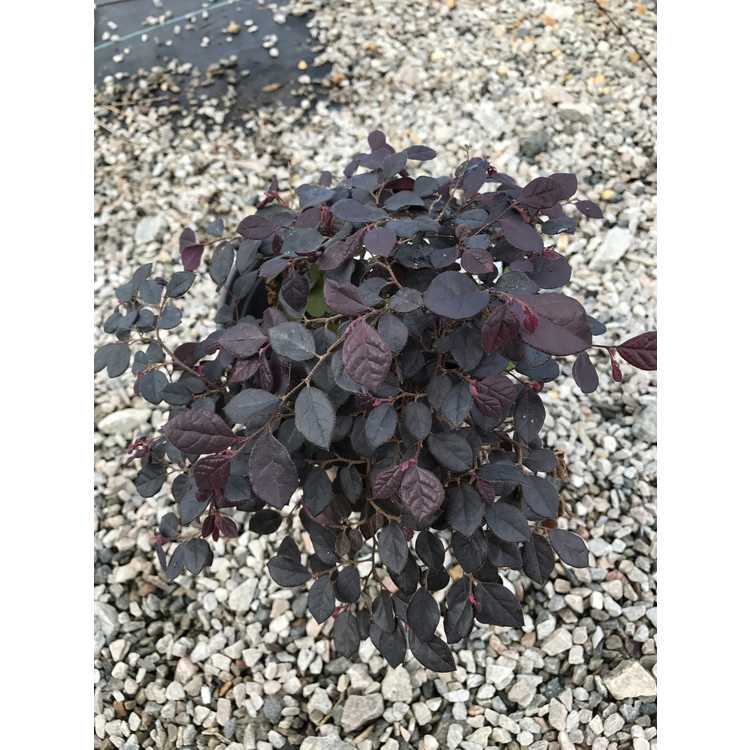 Loropetalum chinense 'Shang-hi' - Purple Diamond compact Chinese fringe-flower