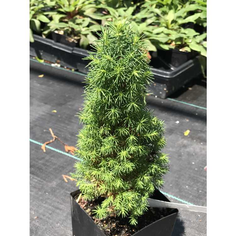 miniature spruce