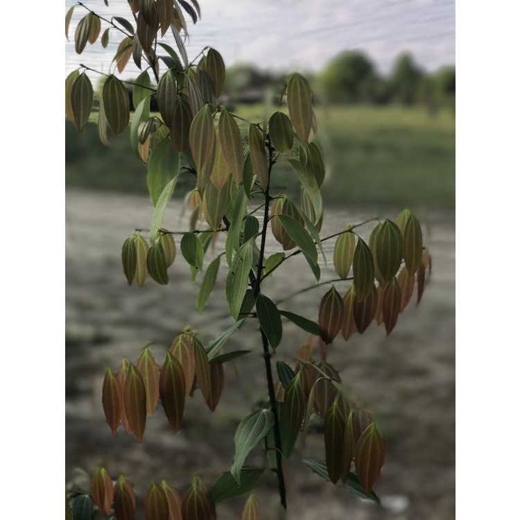 Cinnamomum wilsonii - Wilson's camphor-tree