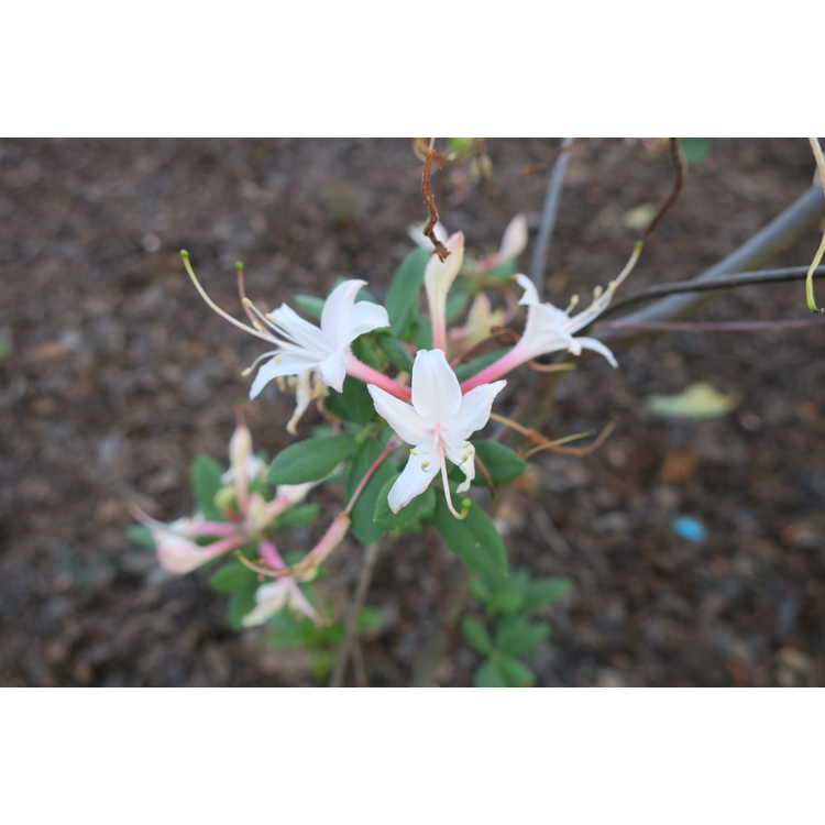 Rhododendron 'Marydel' - hybrid American azalea