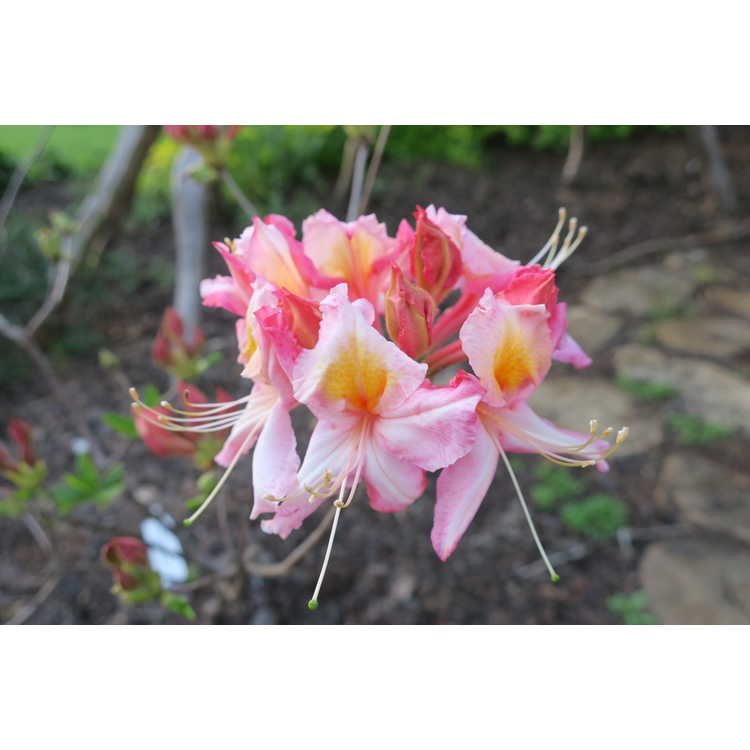 Rhododendron Marilyn Jeanne