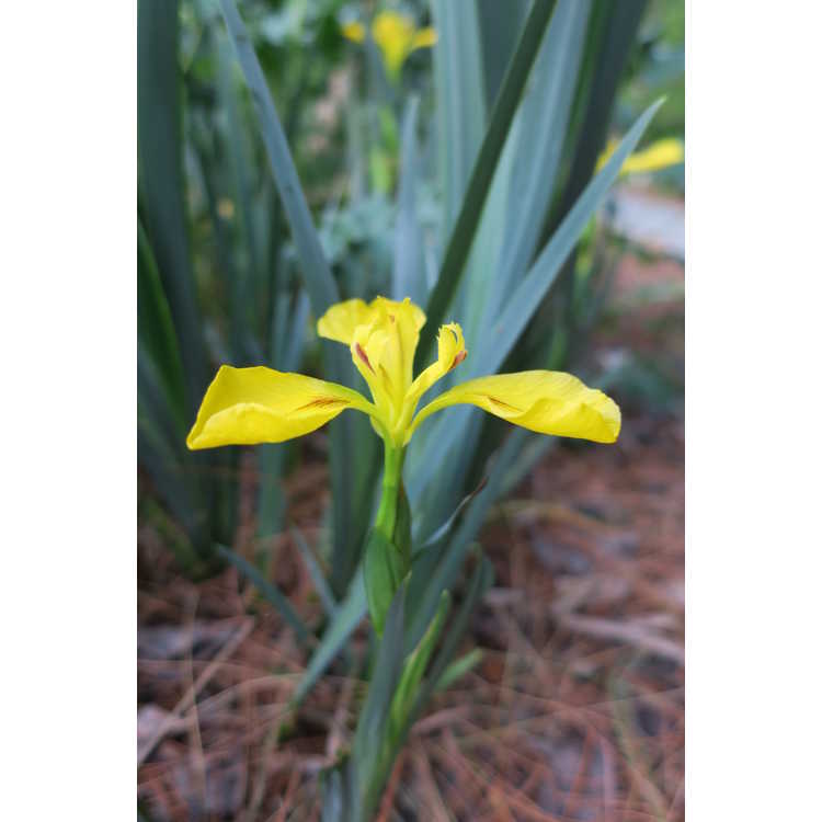 Iris monnieri