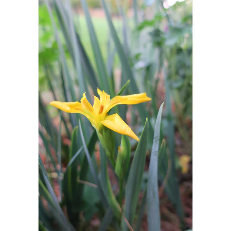 Iris monnieri