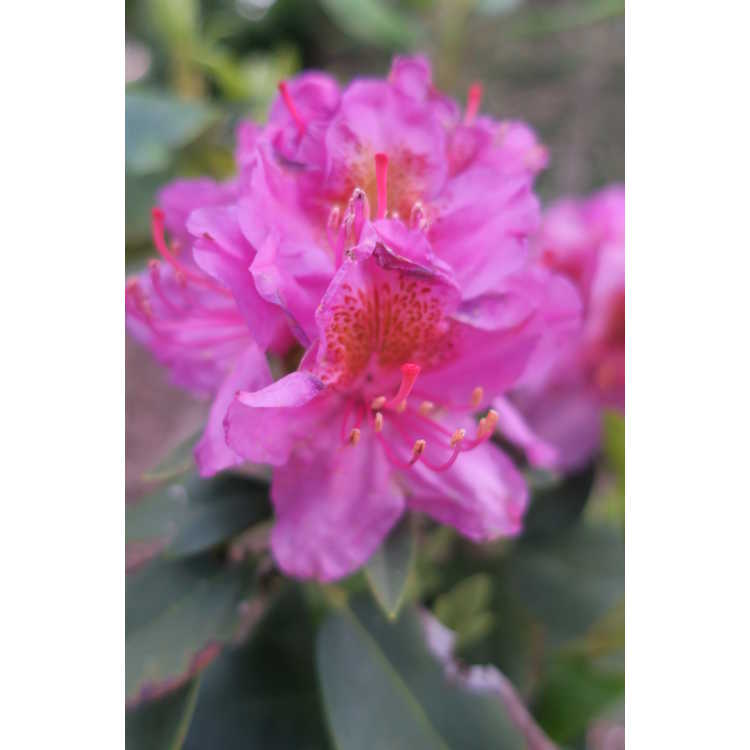 Rhododendron 'Lavj2011'