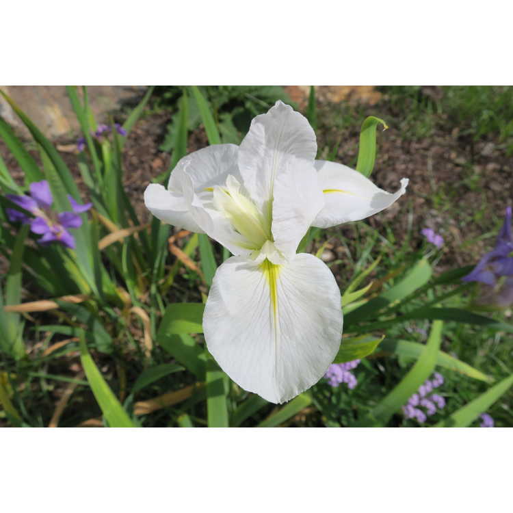 Iris 'C'est Magnifique' - Louisiana iris