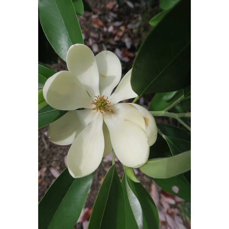 Magnolia virginiana var. australis 'Green Shadow'