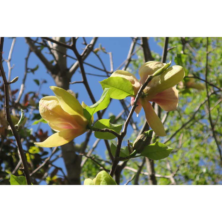 Magnolia 'Sunsation' - Kehr hybrid magnolia