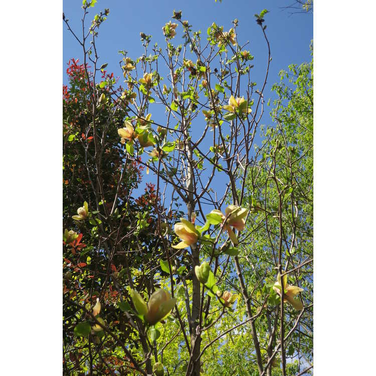Magnolia Sunsation