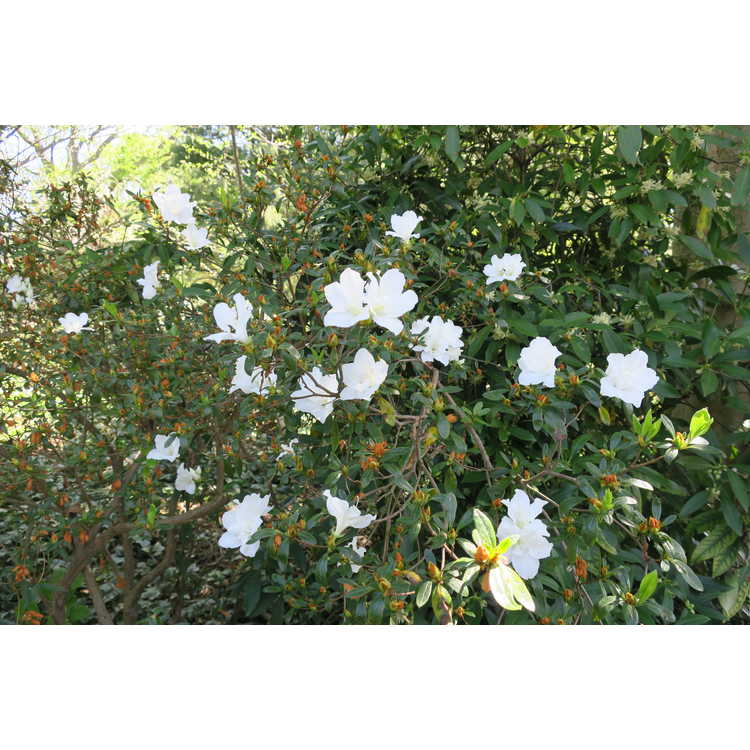 Rhododendron 'Alaska'
