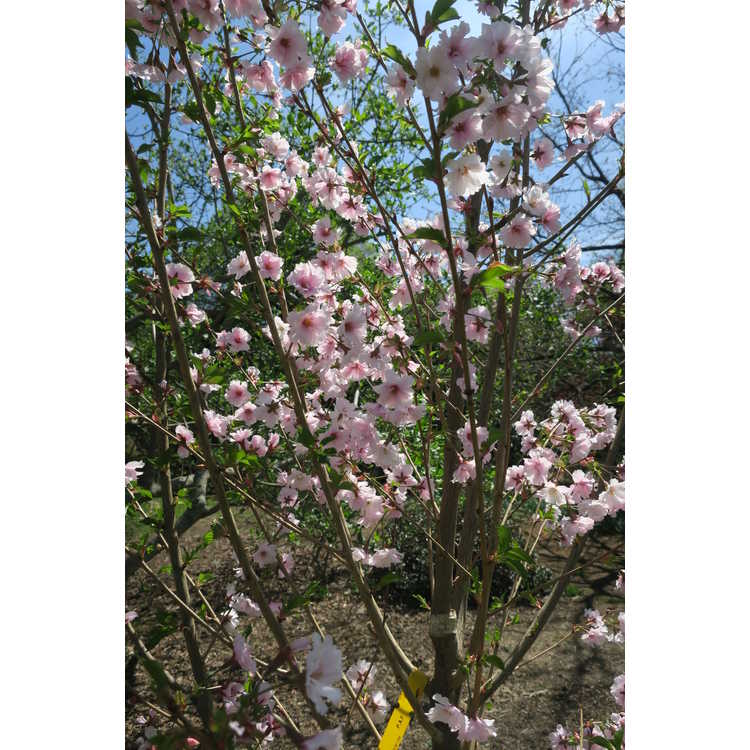 Prunus 'JFS-KW 14' - First Blush flowering cherry