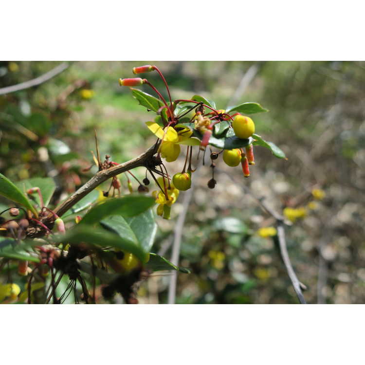 Berberis ×gladwynensis 'William Penn'