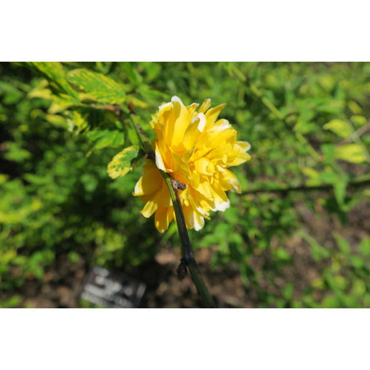 Kerria japonica 'Geisha'