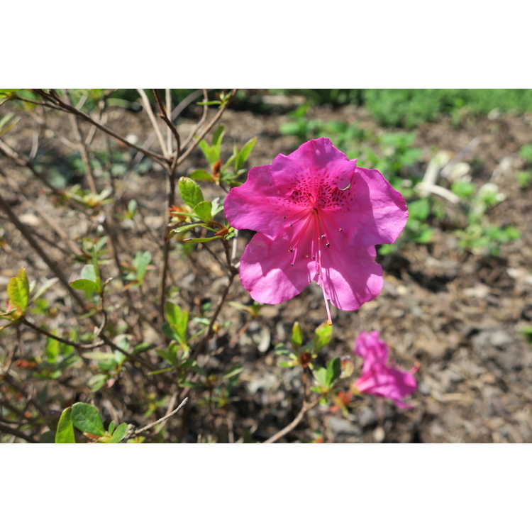Rhododendron Fred D. Cochran