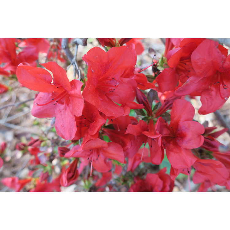 Rhododendron 'Midnight Flare' - Harris azalea