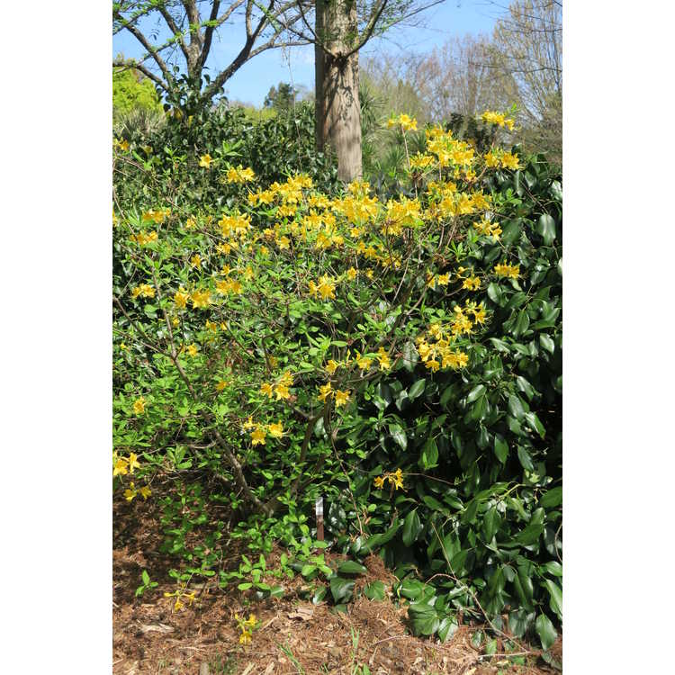 Rhododendron austrinum yellow no. 3
