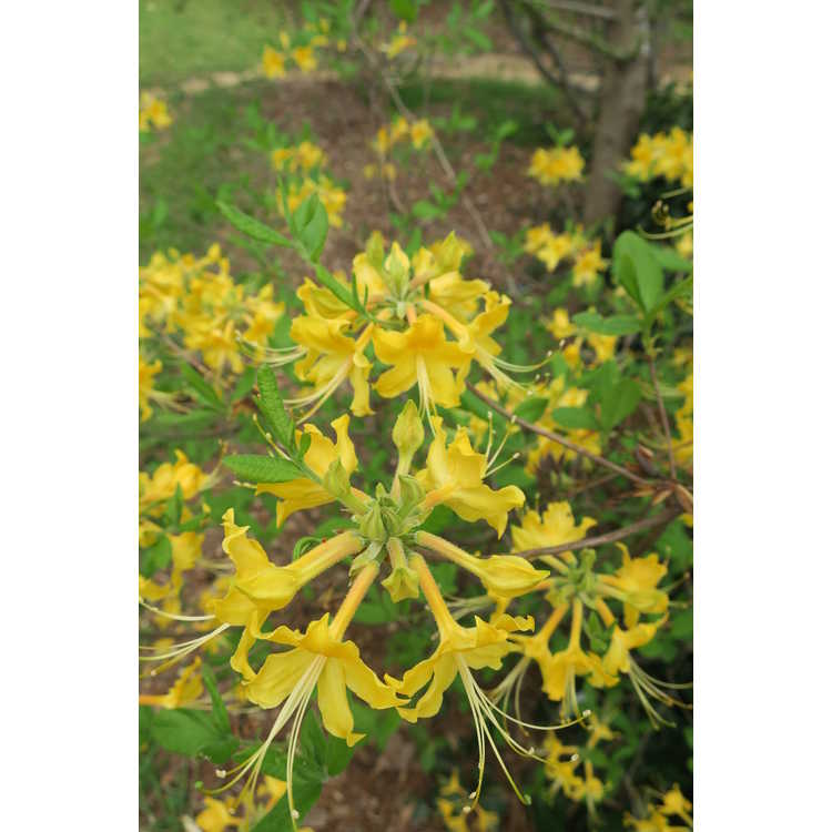 Rhododendron austrinum yellow no. 3