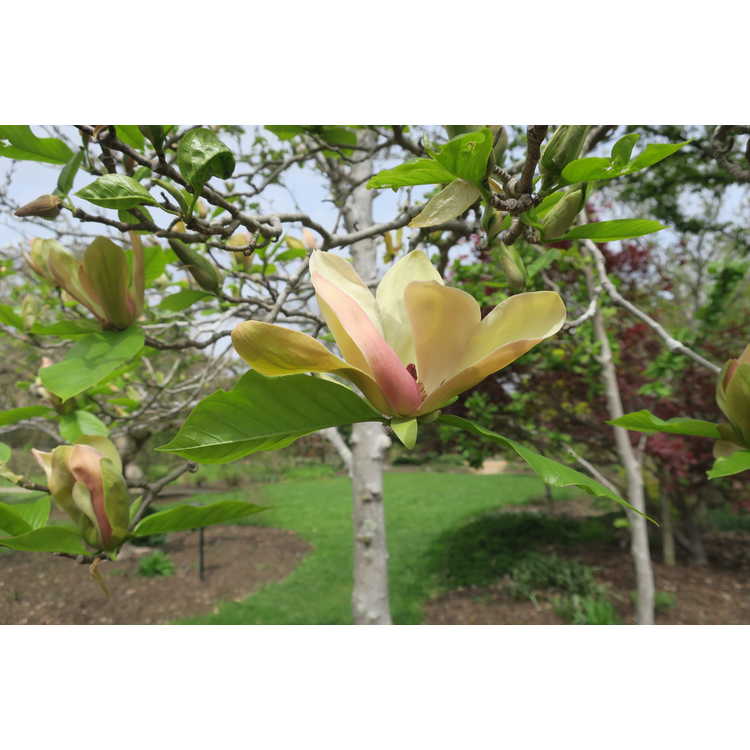 Magnolia ×brooklynensis 'Woodsman'