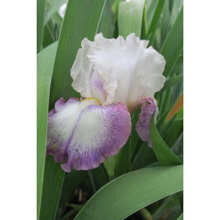 Iris Lilting