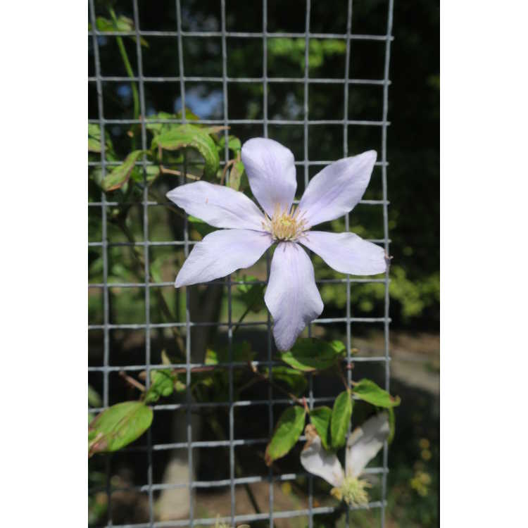 Clematis Scented Clem Sugar-Sweet Blue