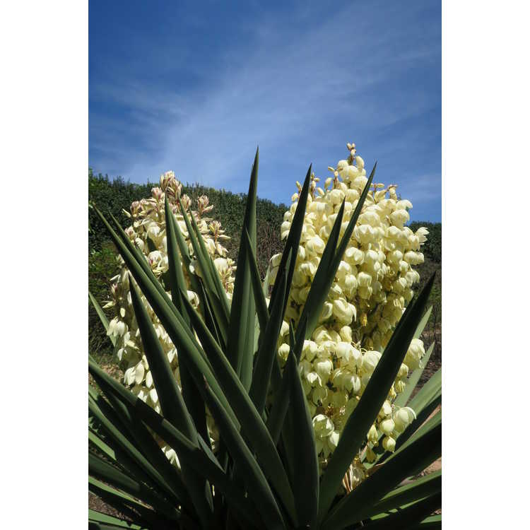 Yucca treculeana var. canaliculata