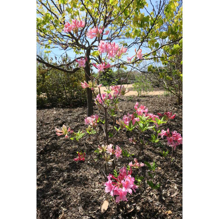 <em>Rhododendron</em> 'Strawberry Sundae'