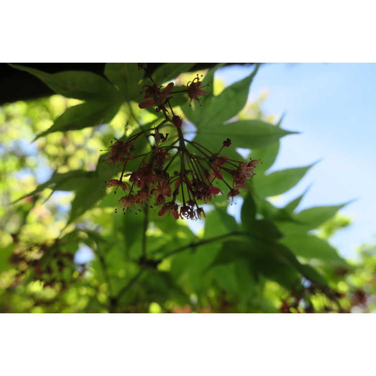 Acer palmatum 'Ōsakasuki' - green-leaf Japanese maple