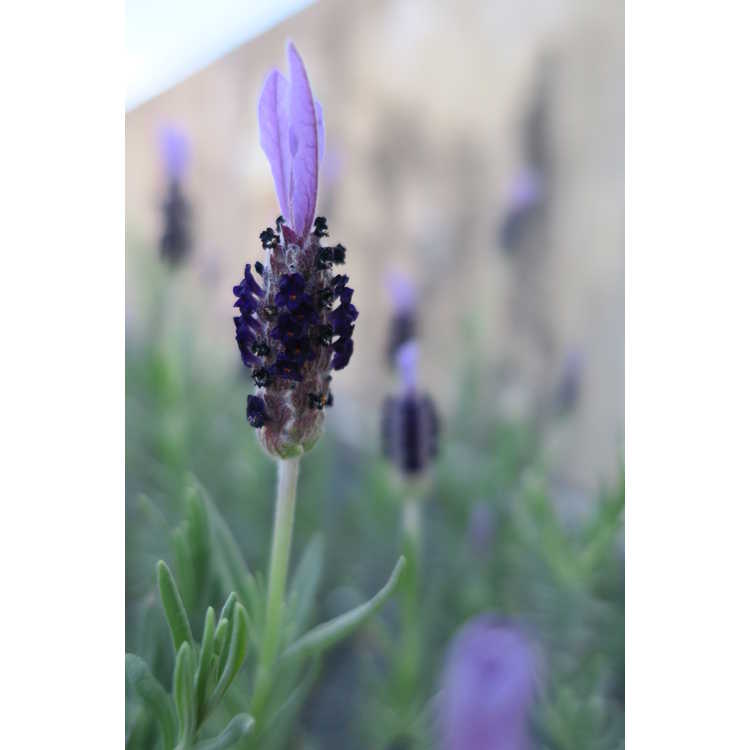 Lavandula 'Avonview' - Spanish lavender