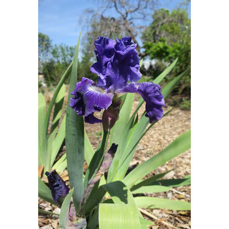 Iris 'Deliciously Different'