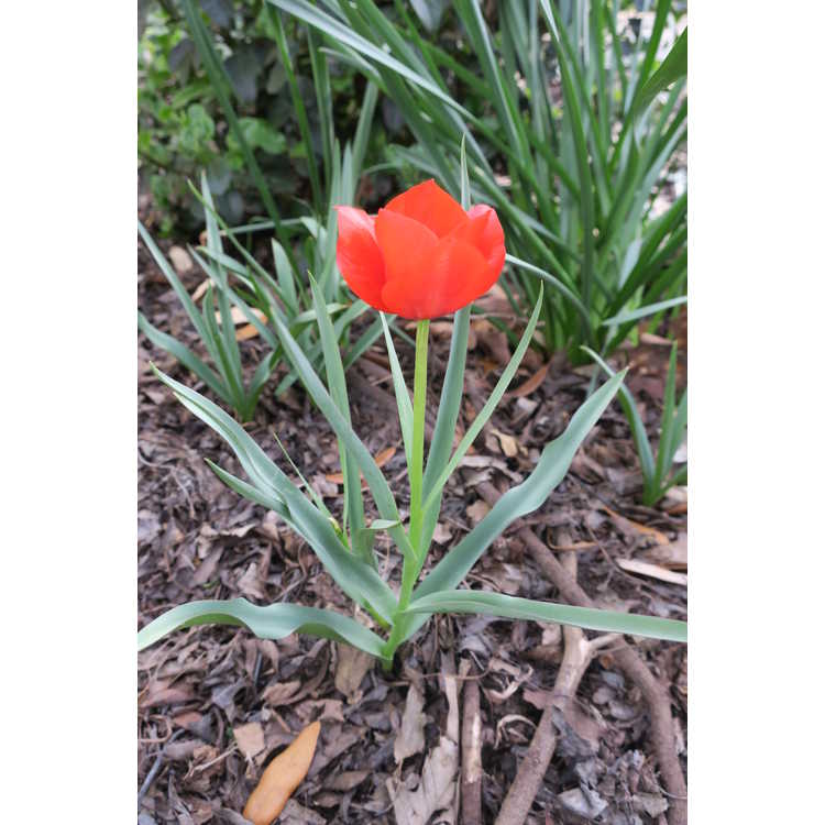 <em>Tulipa</em> 'Red Hunter'