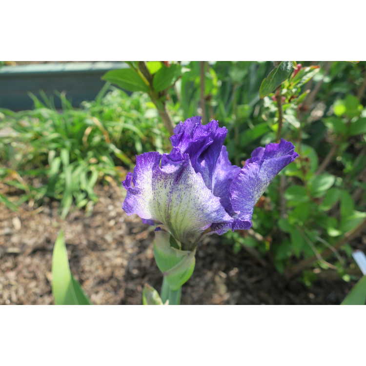 Iris 'Aunt Mary' - tall bearded reblooming iris