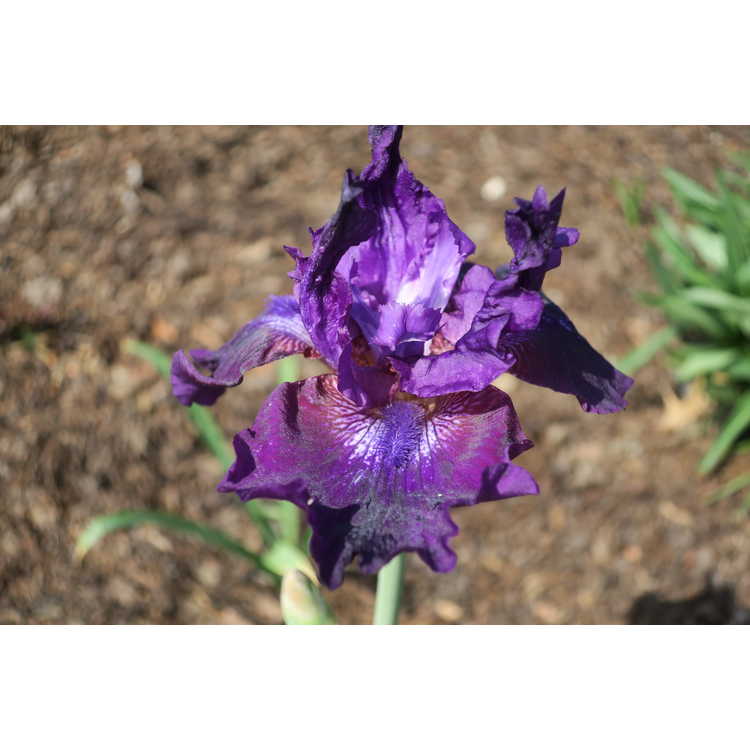 Iris germanica Rosalie Figge