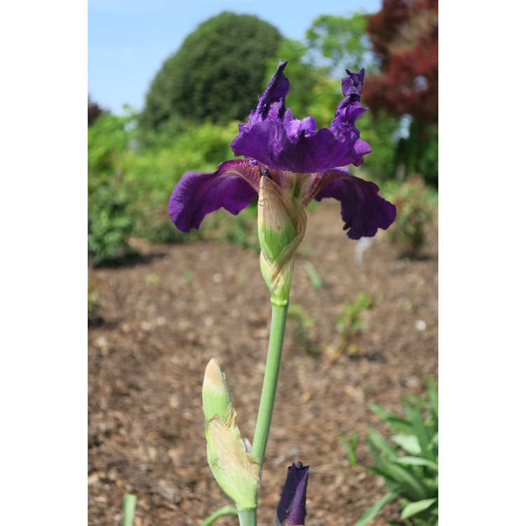 Iris germanica Rosalie Figge