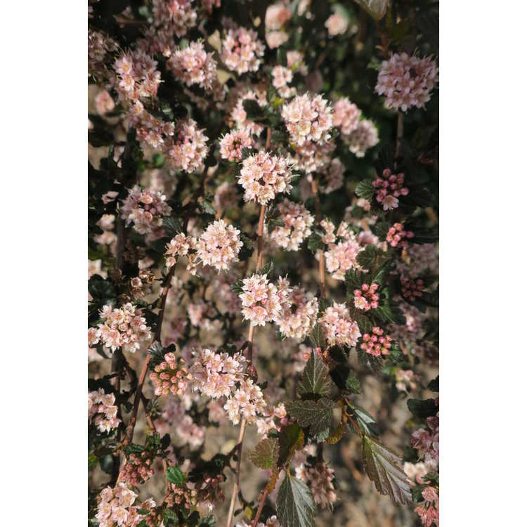 Physocarpus opulifolius 'Donna May'