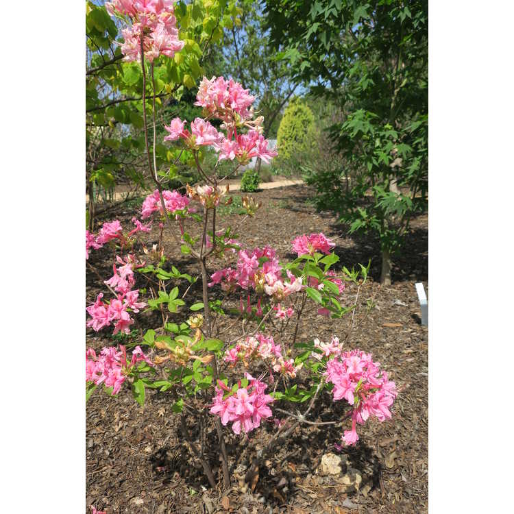 Rhododendron 'Strawberry Sundae' - Aromi hybrid azalea