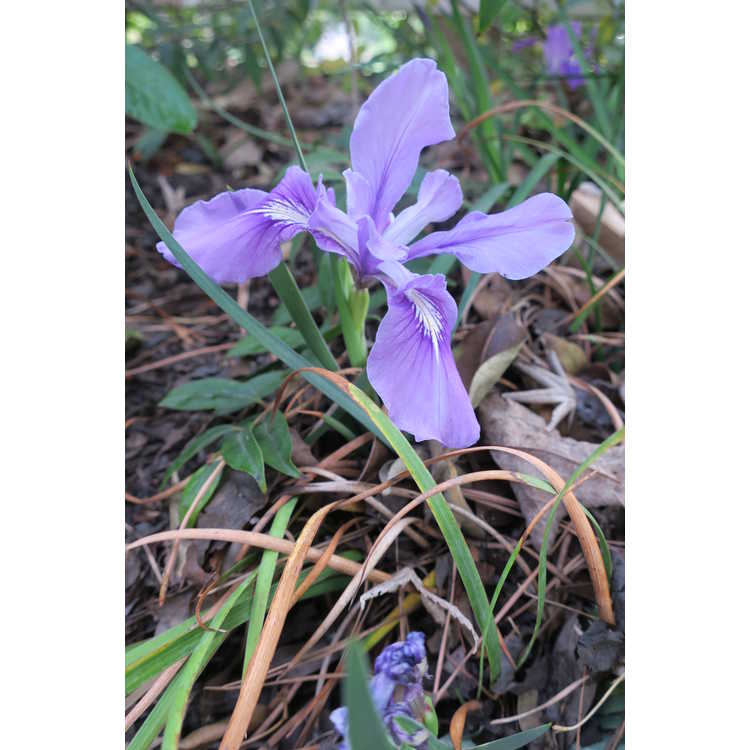 Iris tenax - tough-leaf iris