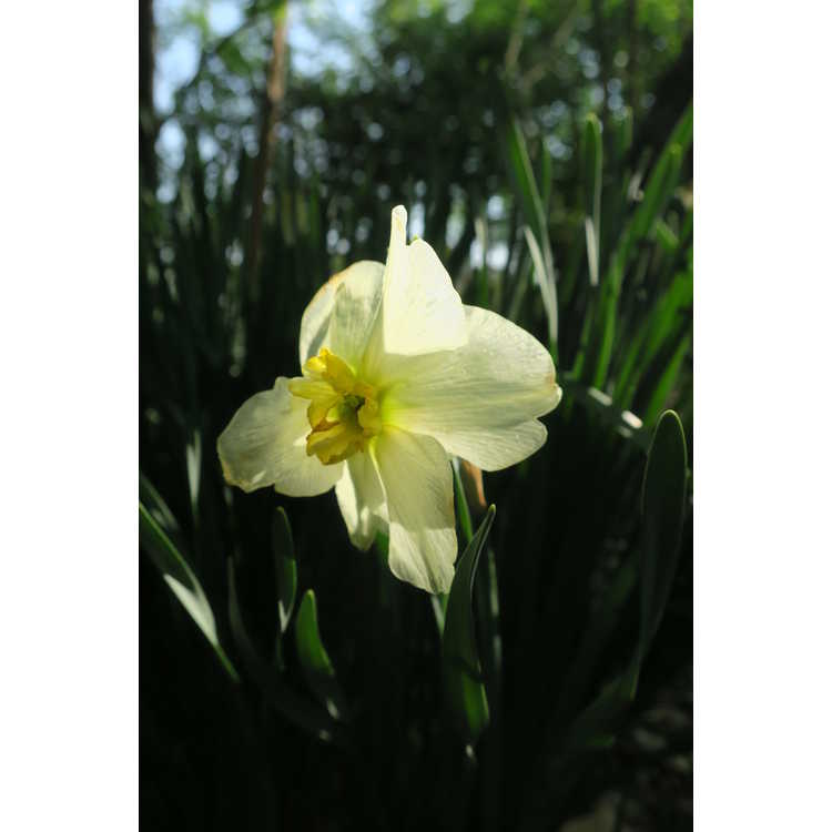 Narcissus Mint Julep