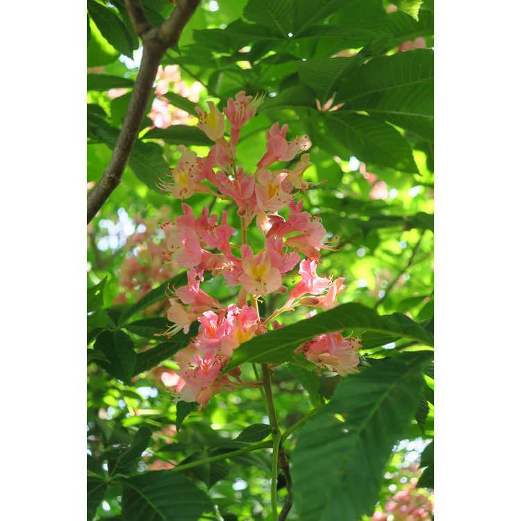 Aesculus ×carnea 'Fort McNair' - red horse chestnut